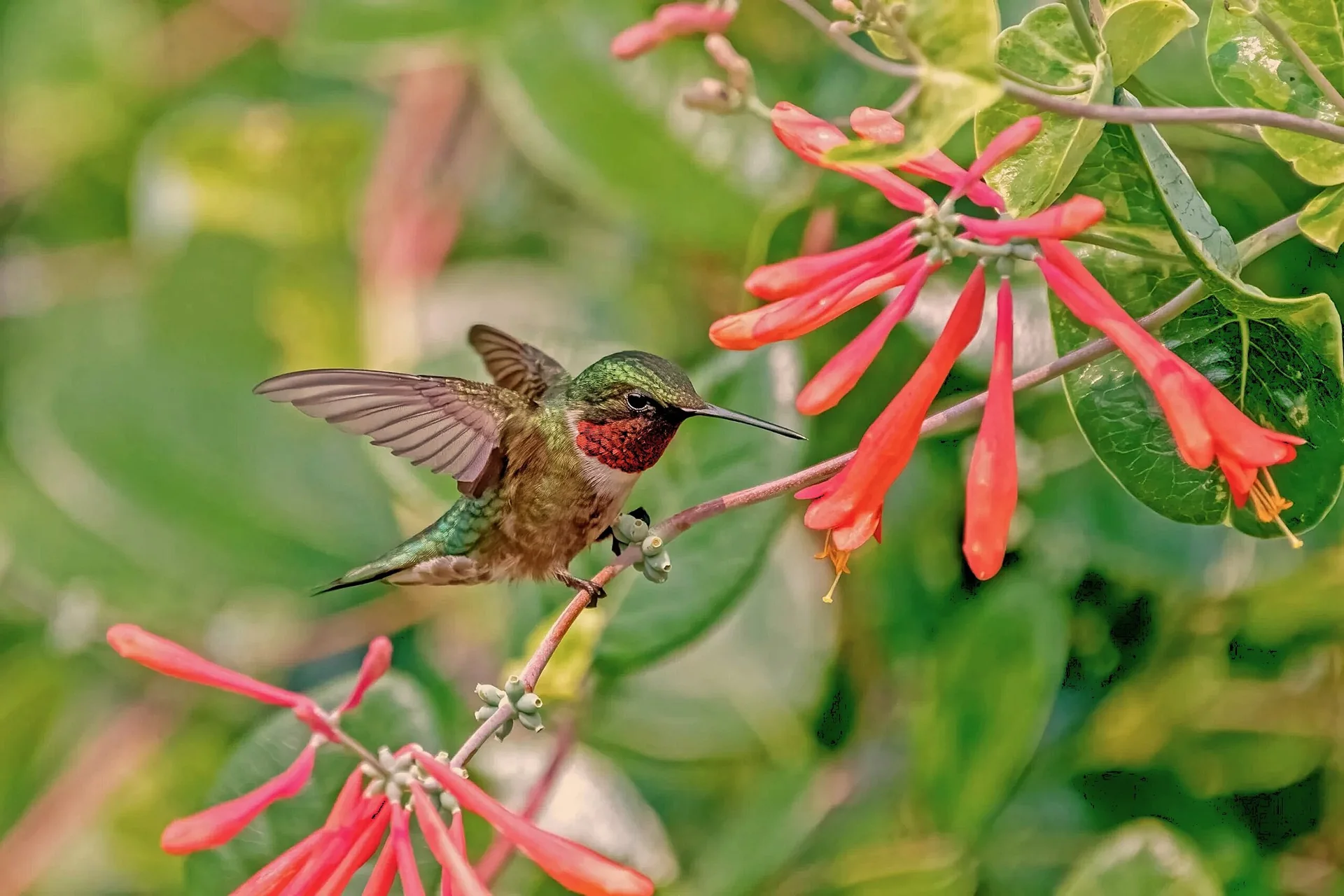 Hummingbird feeding on red flowers